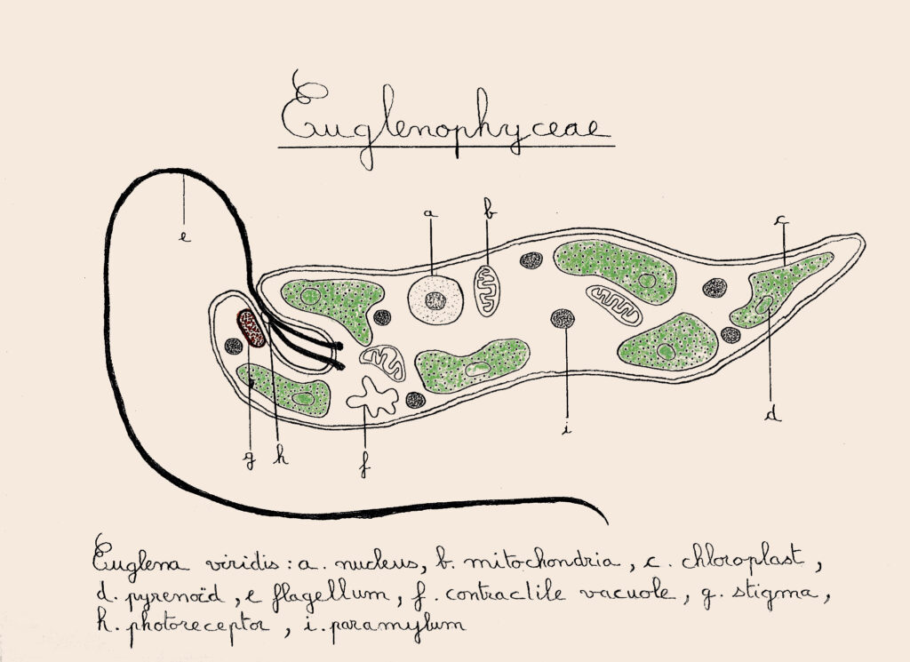 Euglène schéma micro-algue